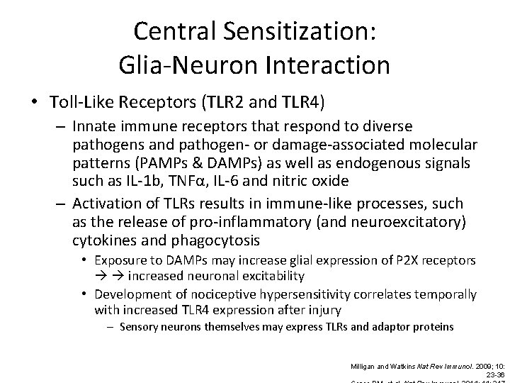 Central Sensitization: Glia-Neuron Interaction • Toll-Like Receptors (TLR 2 and TLR 4) – Innate