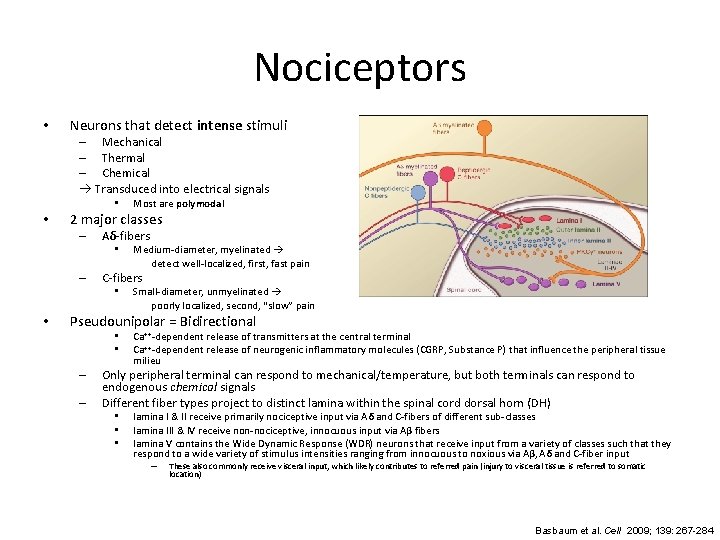 Nociceptors • Neurons that detect intense stimuli – Mechanical – Thermal – Chemical Transduced