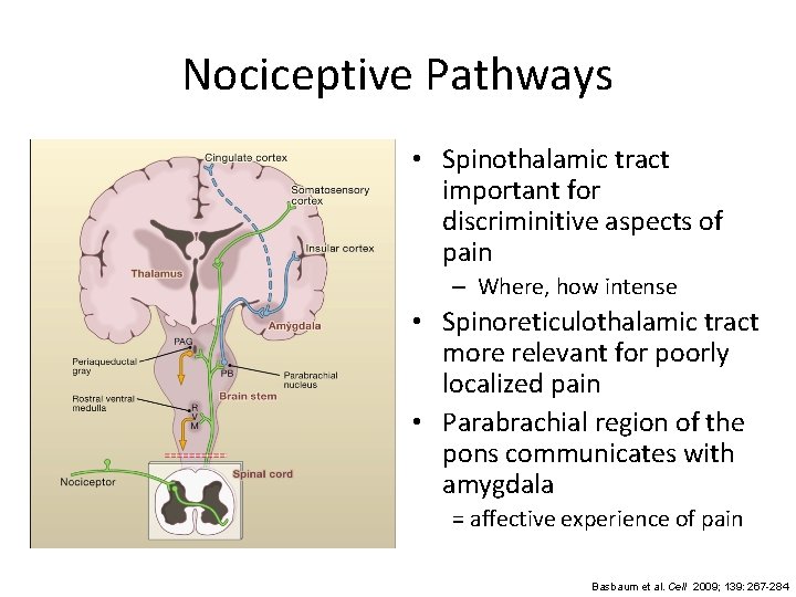 Nociceptive Pathways • Spinothalamic tract important for discriminitive aspects of pain – Where, how