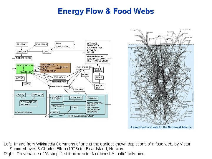 Energy Flow & Food Webs Left: Image from Wikimedia Commons of one of the
