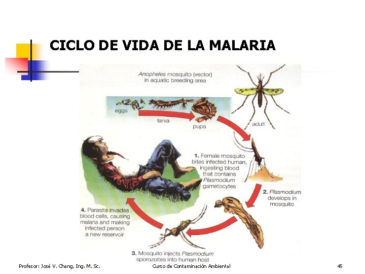 CICLO DE VIDA DE LA MALARIA Profesor: José V. Chang, Ing. M. Sc. Curso