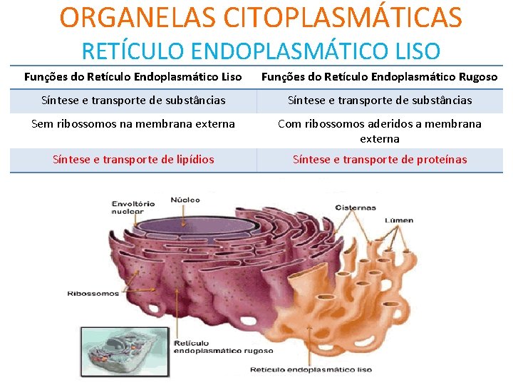 ORGANELAS CITOPLASMÁTICAS RETÍCULO ENDOPLASMÁTICO LISO Funções do Retículo Endoplasmático Liso Funções do Retículo Endoplasmático