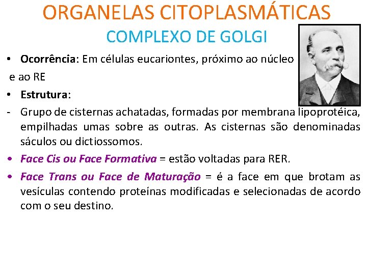 ORGANELAS CITOPLASMÁTICAS COMPLEXO DE GOLGI • Ocorrência: Em células eucariontes, próximo ao núcleo e