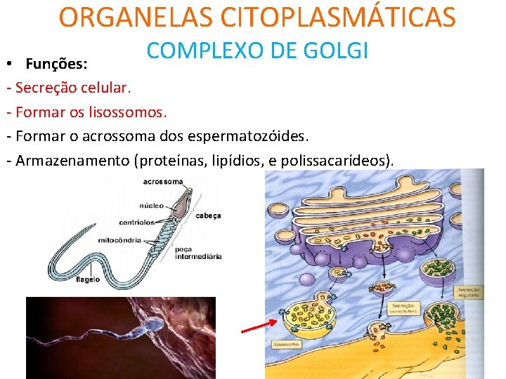 ORGANELAS CITOPLASMÁTICAS COMPLEXO DE GOLGI • Funções: - Secreção celular. - Formar os lisossomos.