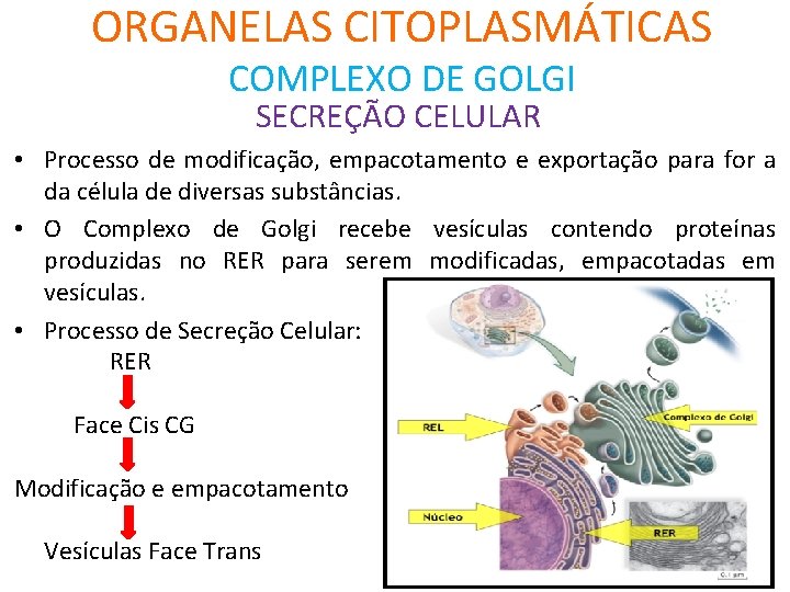 ORGANELAS CITOPLASMÁTICAS COMPLEXO DE GOLGI SECREÇÃO CELULAR • Processo de modificação, empacotamento e exportação