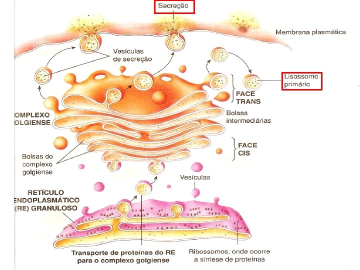 ORGANELAS CITOPLASMÁTICAS COMPLEXO DE GOLGI 