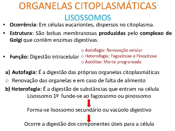 ORGANELAS CITOPLASMÁTICAS LISOSSOMOS • Ocorrência: Em células eucariontes, dispersos no citoplasma. • Estrutura: São