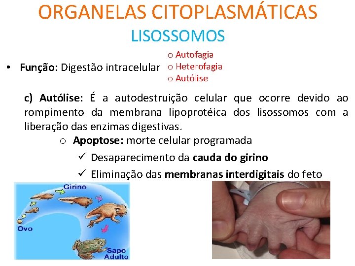 ORGANELAS CITOPLASMÁTICAS LISOSSOMOS o Autofagia • Função: Digestão intracelular o Heterofagia o Autólise c)