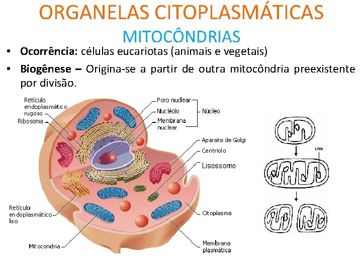 ORGANELAS CITOPLASMÁTICAS MITOCÔNDRIAS • Ocorrência: células eucariotas (animais e vegetais) • Biogênese – Origina-se