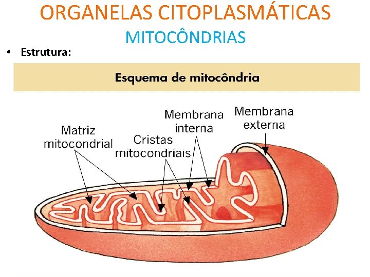 ORGANELAS CITOPLASMÁTICAS • Estrutura: MITOCÔNDRIAS 