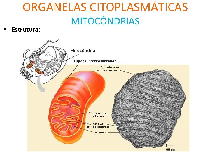 ORGANELAS CITOPLASMÁTICAS • Estrutura: MITOCÔNDRIAS 