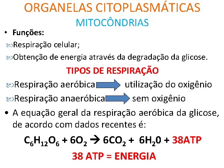 ORGANELAS CITOPLASMÁTICAS MITOCÔNDRIAS • Funções: Respiração celular; Obtenção de energia através da degradação da