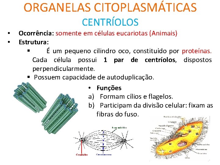 ORGANELAS CITOPLASMÁTICAS CENTRÍOLOS • • Ocorrência: somente em células eucariotas (Animais) Estrutura: § É