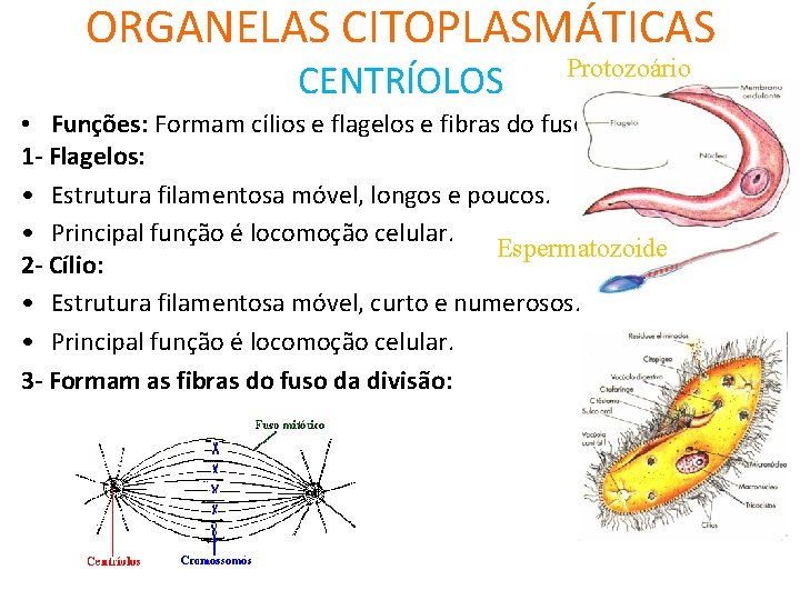 ORGANELAS CITOPLASMÁTICAS CENTRÍOLOS Protozoário • Funções: Formam cílios e flagelos e fibras do fuso.