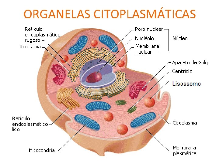 ORGANELAS CITOPLASMÁTICAS 