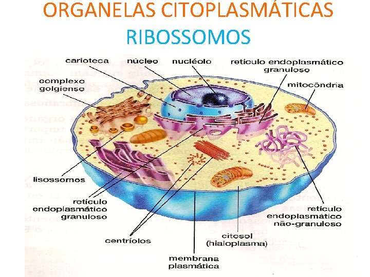 ORGANELAS CITOPLASMÁTICAS RIBOSSOMOS 
