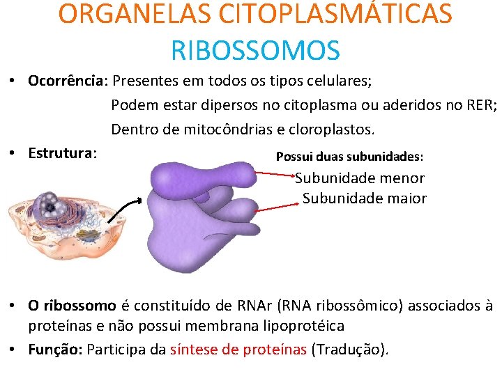 ORGANELAS CITOPLASMÁTICAS RIBOSSOMOS • Ocorrência: Presentes em todos os tipos celulares; Podem estar dipersos