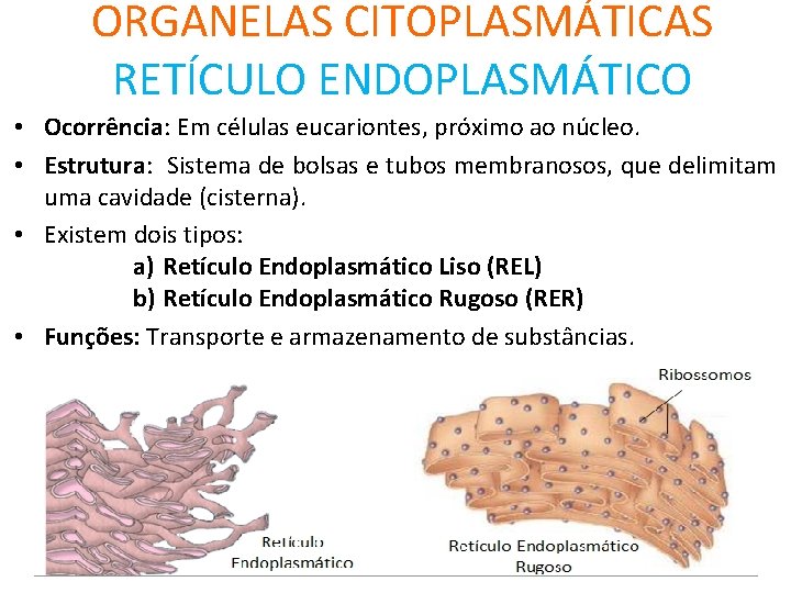 ORGANELAS CITOPLASMÁTICAS RETÍCULO ENDOPLASMÁTICO • Ocorrência: Em células eucariontes, próximo ao núcleo. • Estrutura:
