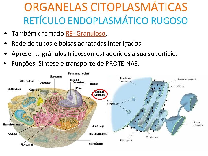 ORGANELAS CITOPLASMÁTICAS RETÍCULO ENDOPLASMÁTICO RUGOSO • • Também chamado RE- Granuloso. Rede de tubos