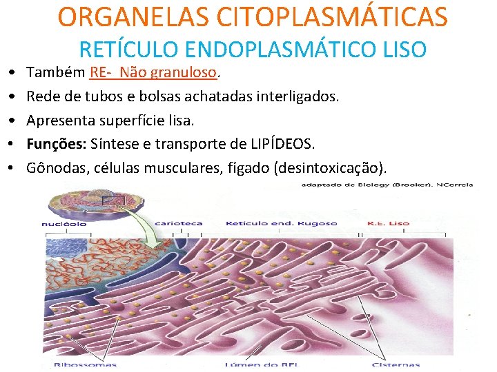 ORGANELAS CITOPLASMÁTICAS • • • RETÍCULO ENDOPLASMÁTICO LISO Também RE- Não granuloso. Rede de