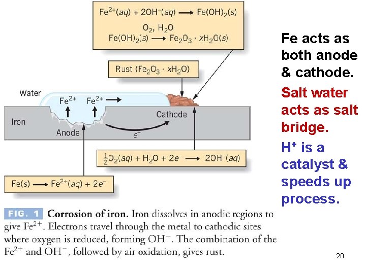 Fe acts as both anode & cathode. Salt water acts as salt bridge. H+