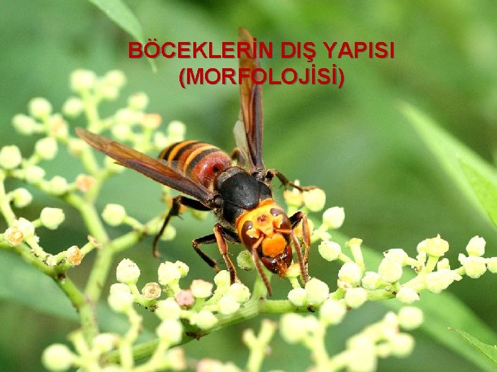 BÖCEKLERİN DIŞ YAPISI (MORFOLOJİSİ) 