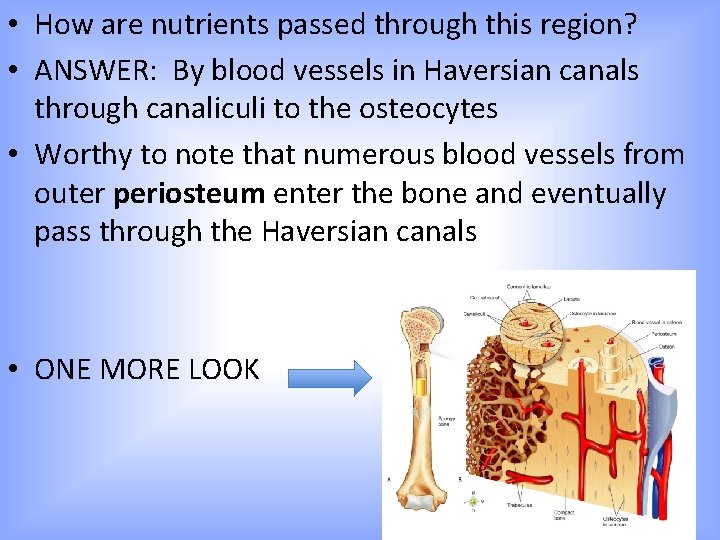  • How are nutrients passed through this region? • ANSWER: By blood vessels