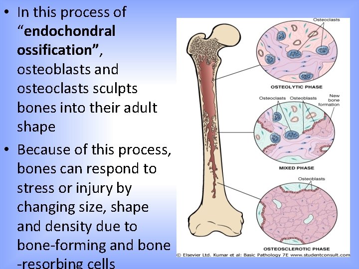  • In this process of “endochondral ossification”, osteoblasts and osteoclasts sculpts bones into