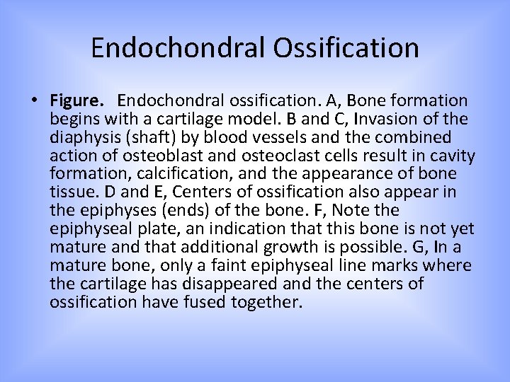 Endochondral Ossification • Figure. Endochondral ossification. A, Bone formation begins with a cartilage model.