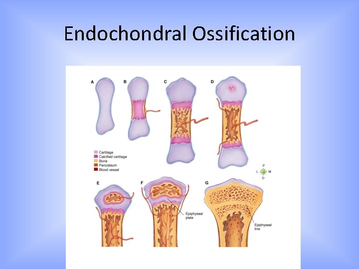 Endochondral Ossification 