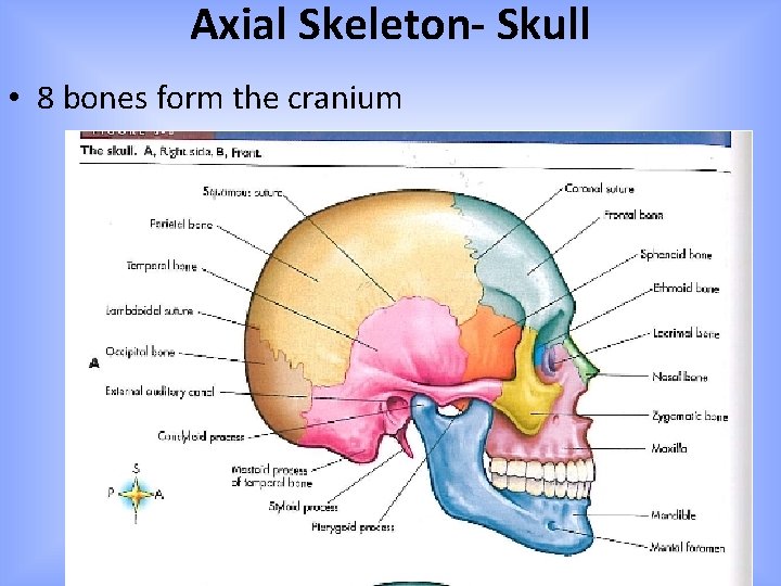 Axial Skeleton- Skull • 8 bones form the cranium 