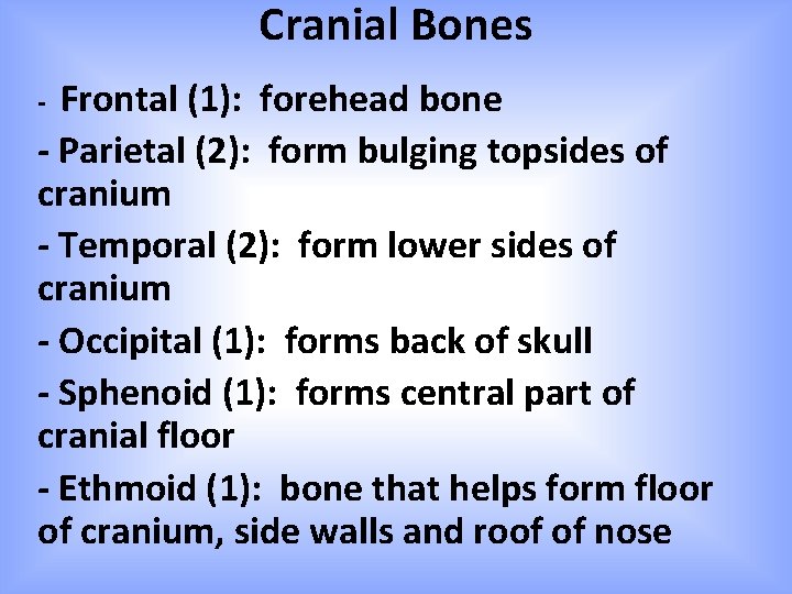 Cranial Bones Frontal (1): forehead bone - Parietal (2): form bulging topsides of cranium