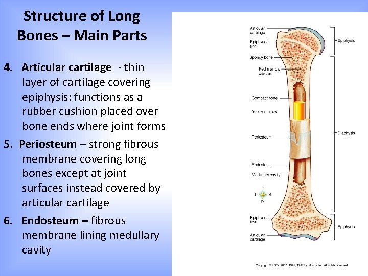 Structure of Long Bones – Main Parts 4. Articular cartilage - thin layer of