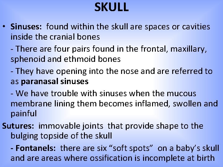 SKULL • Sinuses: found within the skull are spaces or cavities inside the cranial