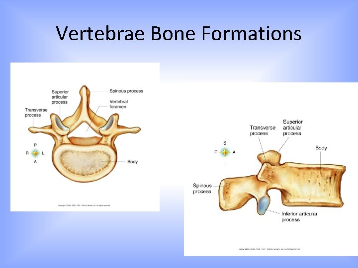 Vertebrae Bone Formations 