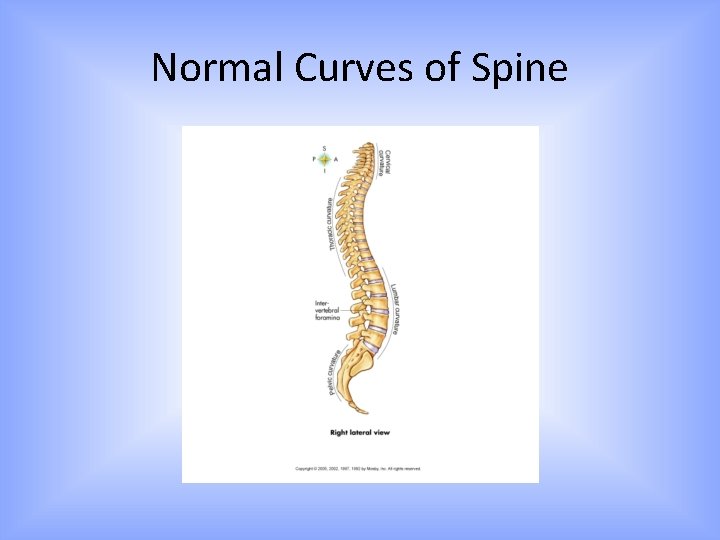 Normal Curves of Spine 