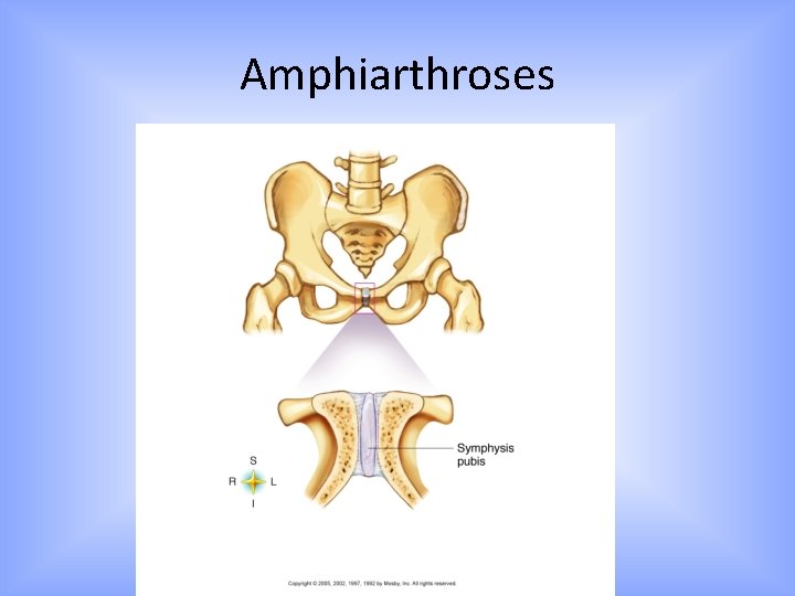 Amphiarthroses 