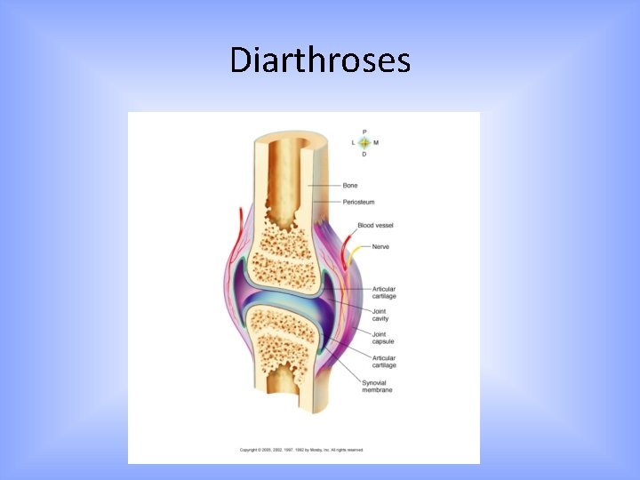 Diarthroses 