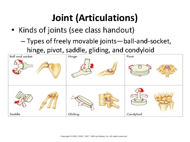 Joint (Articulations) • Kinds of joints (see class handout) – Types of freely movable