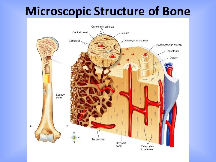 Microscopic Structure of Bone 