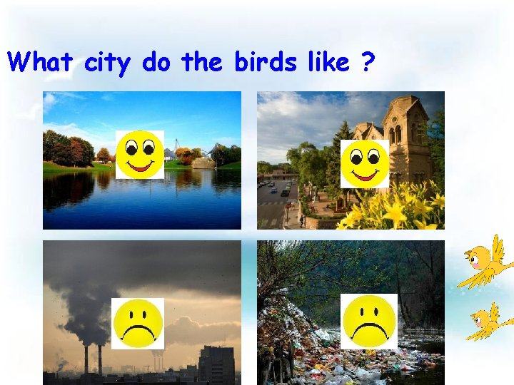 What city do the birds like ? 