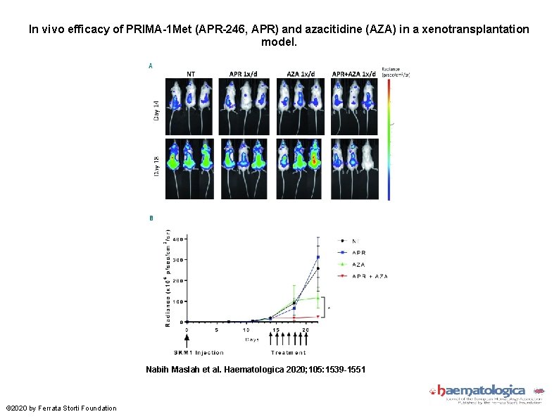 In vivo efficacy of PRIMA-1 Met (APR-246, APR) and azacitidine (AZA) in a xenotransplantation