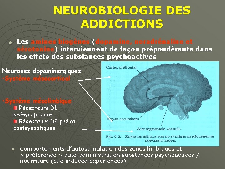 NEUROBIOLOGIE DES ADDICTIONS Les amines biogènes (dopamine, noradrénaline et sérotonine) interviennent de façon prépondérante