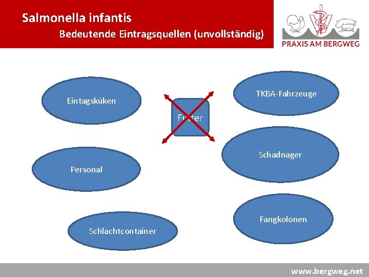 Salmonella infantis Bedeutende Eintragsquellen (unvollständig) TKBA-Fahrzeuge Eintagsküken Futter Schadnager Personal Fangkolonen Schlachtcontainer www. bergweg.