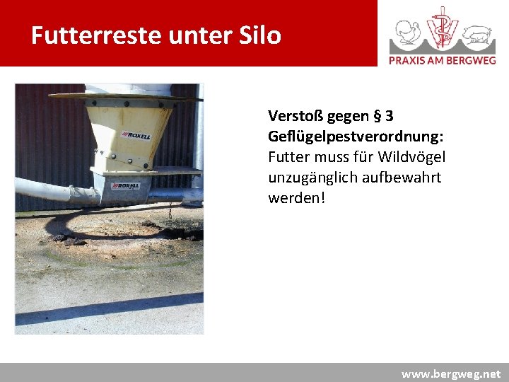 Futterreste unter Silo Verstoß gegen § 3 Geflügelpestverordnung: Futter muss für Wildvögel unzugänglich aufbewahrt