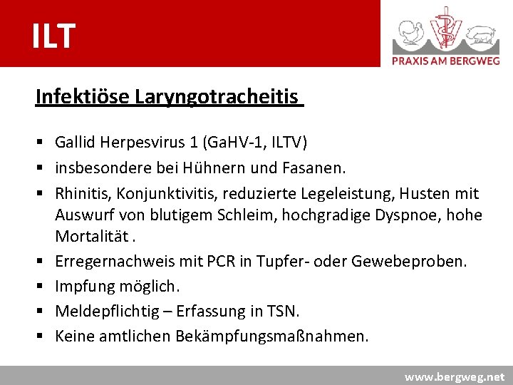 ILT Infektiöse Laryngotracheitis § Gallid Herpesvirus 1 (Ga. HV-1, ILTV) § insbesondere bei Hühnern