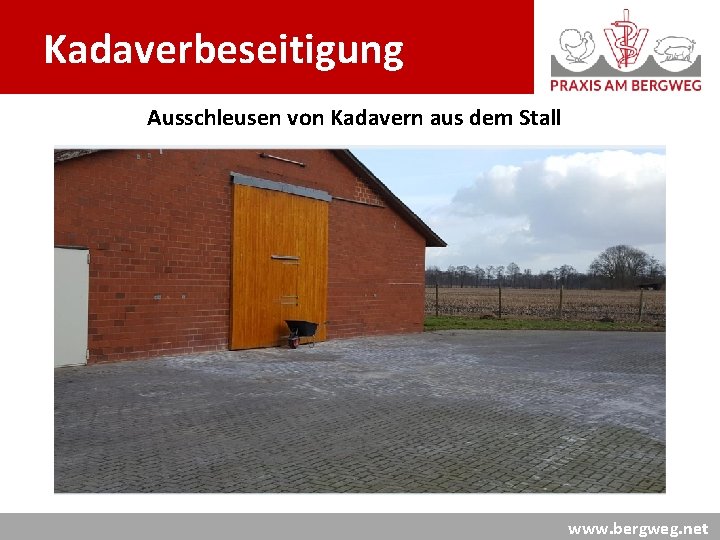 Kadaverbeseitigung Ausschleusen von Kadavern aus dem Stall www. bergweg. net 