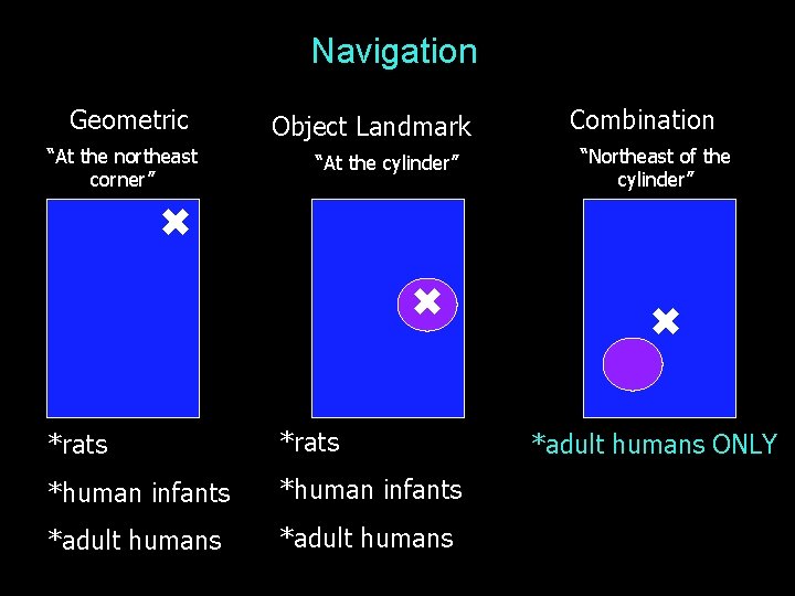 Navigation Geometric “At the northeast corner” Object Landmark “At the cylinder” *rats *human infants
