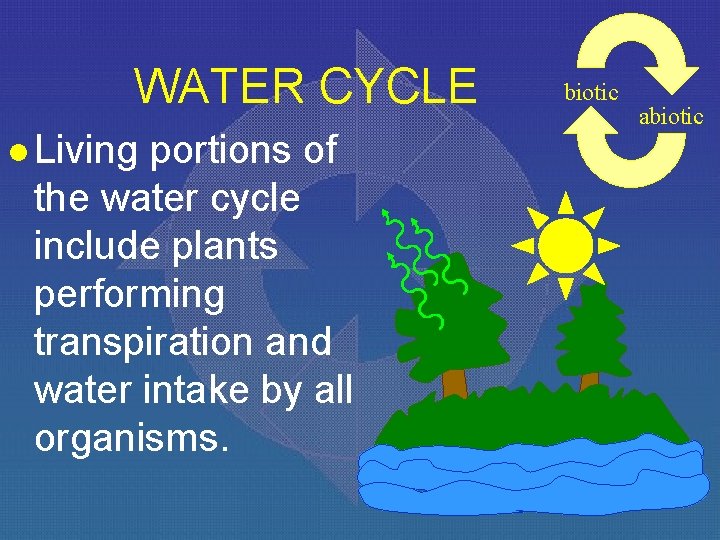WATER CYCLE l Living portions of the water cycle include plants performing transpiration and