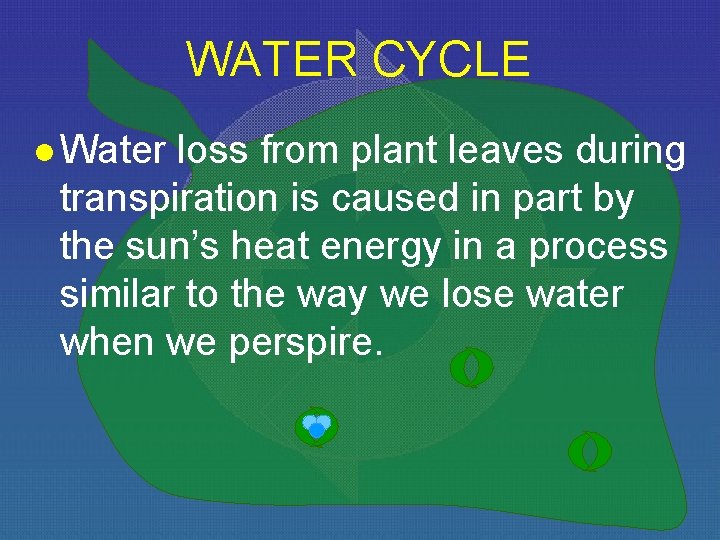WATER CYCLE l Water loss from plant leaves during transpiration is caused in part